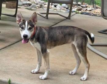 Loba -  Husky and Pit Bull Terrier Dog for Adoption in Mocksville, North Carolina - Loba | PetCurious