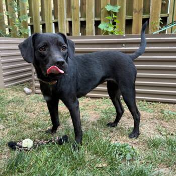 Rescue Beagle Dogs for Adoption in Lenexa, Kansas - Shenandoah | PetCurious