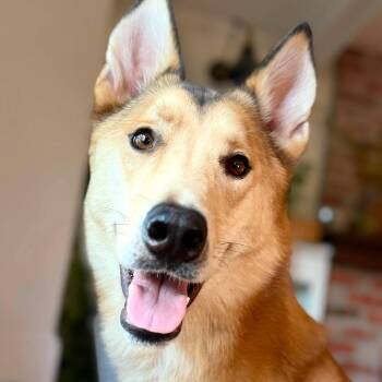 Hank -  Husky and German Shepherd Dog Dog for Adoption in Lenexa, Kansas - Hank | PetCurious