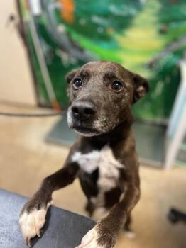Chocolate (Smokey) -  Labrador Retriever Dog for Adoption in New Braunfels, Texas - Chocolate (Smokey) | PetCurious