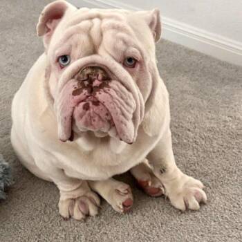 Gordo -  English Bulldog Dog for Adoption in Austin, Texas - Gordo | PetCurious