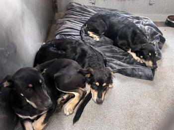 LEMMY -  German Shepherd Dog and Mixed Breed Dog for Adoption in Tustin, California - LEMMY | PetCurious