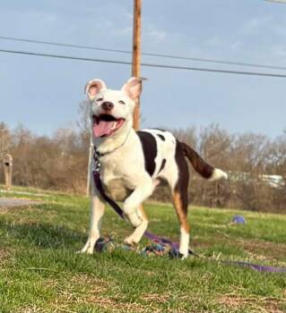 Pit Bull Terrier Dogs Available for Adoption in Mechanicsburg, Pennsylvania - Frito | PetCurious