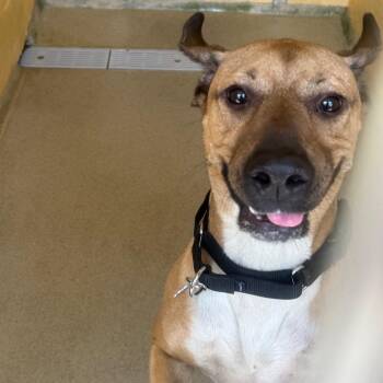 Buddy -  Boxer Dog for Adoption in West Palm Beach, Florida - Buddy | PetCurious