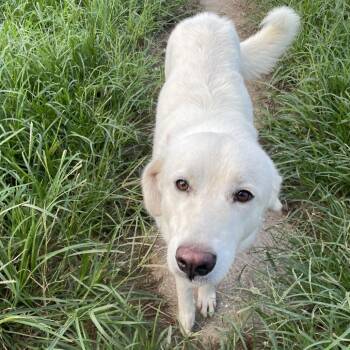 Lilia -  Great Pyrenees Dog for Adoption in Waggaman, Louisiana - Lilia | PetCurious