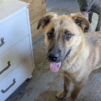 Kevin -  Shepherd and Mixed Breed Dog for Adoption in Winnipeg, Manitoba - Kevin | PetCurious