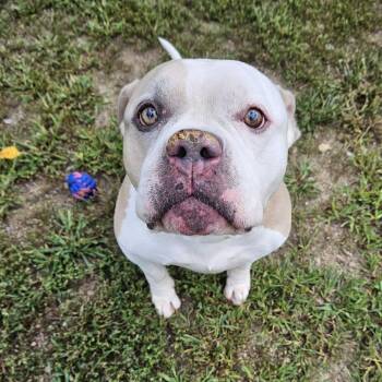 Bentley -  American Bulldog Dog for Adoption in Concord, New Hampshire - Bentley | PetCurious