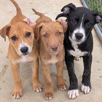 Applesauce -  Pit Bull Terrier and Mixed Breed Dog for Adoption in Tomah, Wisconsin - Applesauce | PetCurious