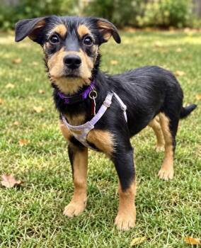 Gracie -  Dachshund and Wirehaired Terrier Dog for Adoption in Sudbury, Massachusetts - Gracie | PetCurious