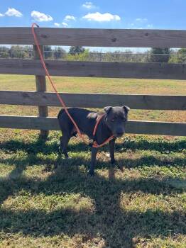 Rescue Pit Bull Terrier Dogs for Adoption in Wauchula, Florida - Jasmine | PetCurious