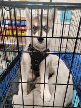 Kobe -  Siberian Husky Dog for Adoption in Sacramento, California - Kobe | PetCurious