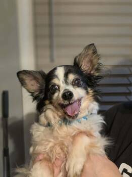 Chihuahua Dogs Available for Adoption - Kevin | PetCurious