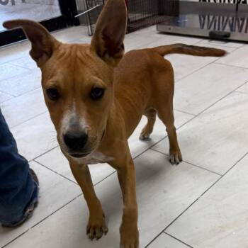 Pit Bull Terrier Dogs Available for Adoption in Lufkin, Texas - Leftie | PetCurious