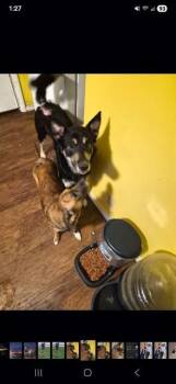 Shepherd and Mixed Breed Dogs Available for Adoption in Auburn, Indiana - Dax | PetCurious
