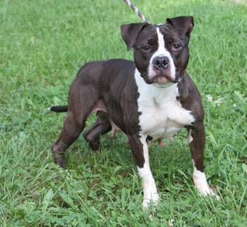 Wilma (Photos July 10th 2026) -  Pit Bull Terrier Dog for Adoption in Marietta, Ohio - Wilma (Photos July 10th 2026) | PetCurious