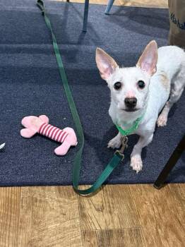 Chihuahua Dogs Available for Adoption in Plymouth, Connecticut - FLO Brady Bunch | PetCurious
