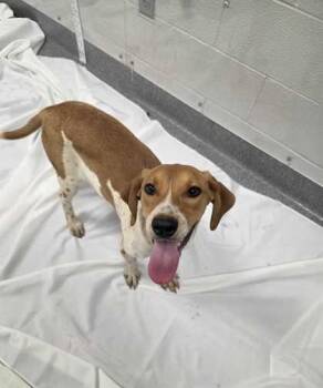 Mixed Breed Dogs Available for Adoption in Sevierville, Tennessee - Elma | PetCurious