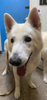Ian (Aeon) -  Shepherd Dog for Adoption in Ocala, Florida - Ian (Aeon) | PetCurious
