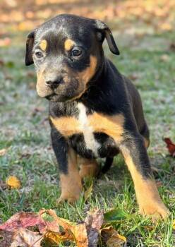 Rescue Labrador Retriever and Pit Bull Terrier Dogs for Adoption in Fosters, Alabama - RONNIE | PetCurious