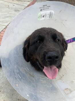 Saint Bernard and Labrador Retriever Dogs Available for Adoption - Chunk-O | PetCurious