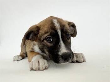 FITZ -  Collie and Mixed Breed Dog for Adoption in Brentwood, Missouri - FITZ | PetCurious