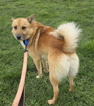 Mixed Breed Dogs Available for Adoption - Baker | PetCurious