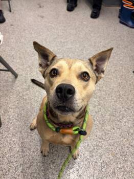 Mabel -  Pit Bull Terrier and Mixed Breed Dog for Adoption in Blountville, Tennessee - Mabel | PetCurious