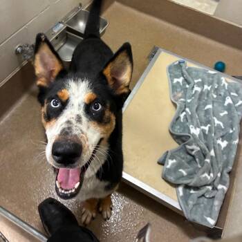 Johnny -  Husky and Shepherd Dog for Adoption in Hinesville, Georgia - Johnny | PetCurious