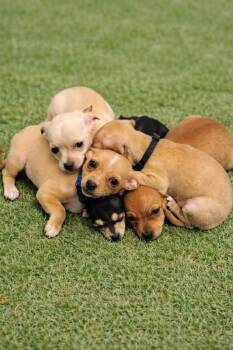 Chihuahua and Mixed Breed Dogs Available for Adoption - Bacardi | PetCurious