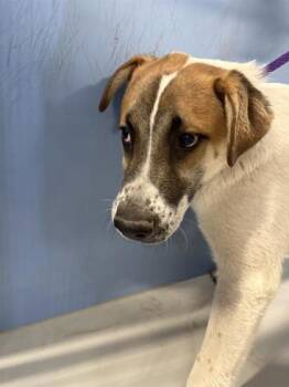 German Shepherd Dog and Mixed Breed Dogs Available for Adoption - 60543523 | PetCurious