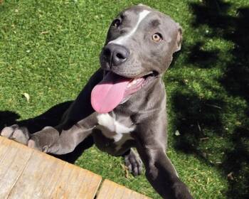 JAZZIE -  Pit Bull Terrier Dog for Adoption in Antioch, California - JAZZIE | PetCurious