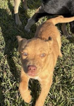 Rescue Hound and Australian Shepherd Dogs for Adoption in Washington, District Of Columbia - Baby Gia | PetCurious