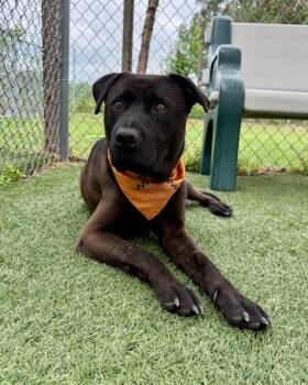 Gary- Black Lab mix, best buddy material -  Black Labrador Retriever Dog for Adoption in Conway, South Carolina - Gary- Black Lab Mix, Best Buddy Material | PetCurious