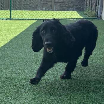 Jude 3925 -  English Cocker Spaniel Dog for Adoption in Loxahatchee Groves, Florida - Jude 3925 | PetCurious