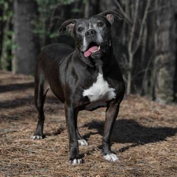 Gracie 01-1837 -  Pit Bull Terrier Dog for Adoption in Covington, Georgia - Gracie 01-1837 | PetCurious