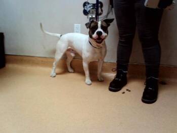 MAXX -  Pit Bull Terrier and Mixed Breed Dog for Adoption in Martinez, California - MAXX | PetCurious