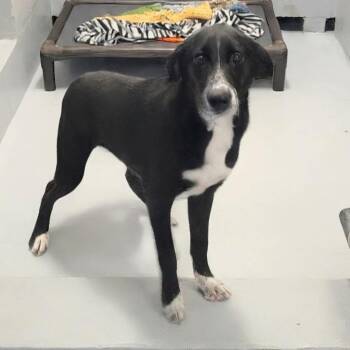 Draculara -  Labrador Retriever and Mixed Breed Dog for Adoption in Griswold, Connecticut - Draculara | PetCurious