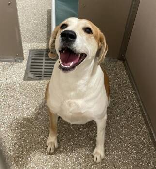 PIPER -  Beagle and Treeing Walker Coonhound Dog for Adoption in Clyde, North Carolina - PIPER | PetCurious