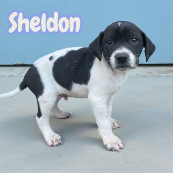 Terrier Dogs Available for Adoption - Sheldon | PetCurious