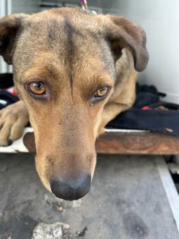 Rescue Labrador Retriever and Greyhound Dogs for Adoption in Stockton, California - ANNIE | PetCurious