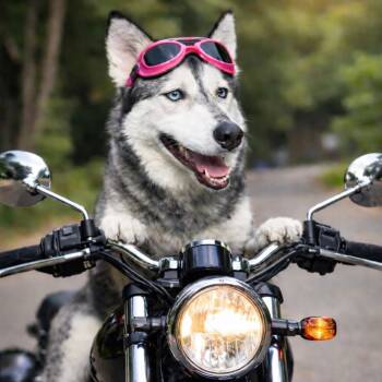 Husky Dogs Available for Adoption in Houston, Texas - Marisol | PetCurious