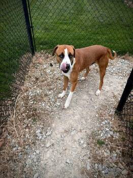 Kingston -  Saint Bernard and Mastiff Dog for Adoption in Greensburg, Indiana - Kingston | PetCurious