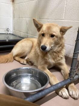 Girl -  German Shepherd Dog Dog for Adoption in Nacogdoches, Texas - Girl | PetCurious