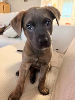 Pixie -  Shepherd and American Bulldog Dog for Adoption in Troy, Alabama - Pixie | PetCurious