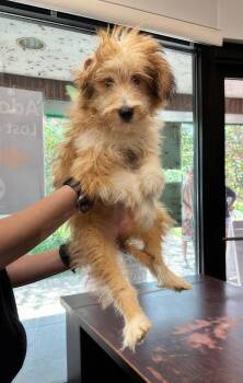 Callie -  Mixed Breed Dog for Adoption in Nashville, Tennessee - Callie | PetCurious