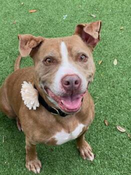 Mixed Breed Dogs Available for Adoption - KAYA | PetCurious