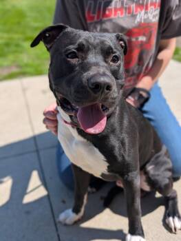Staffordshire Bull Terrier Dogs Available for Adoption in Defiance, Ohio - Gilbert | PetCurious