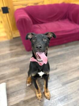 Doberman Pinscher and German Shepherd Dog Dogs Available for Adoption in Friendswood, Texas - Marx Family Man Sweetest | PetCurious