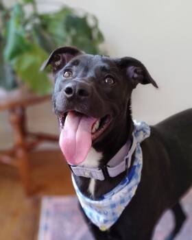 Gabbi -  Mixed Breed Dog for Adoption in Cincinnati, Ohio - Gabbi | PetCurious