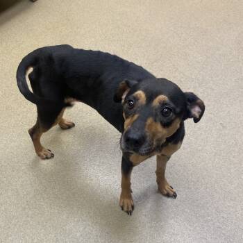 Rescue Shepherd and Mixed Breed Dogs for Adoption in Columbus, Georgia - Everett | PetCurious